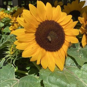 Meet your Posher, Melisa